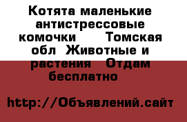 Котята-маленькие антистрессовые комочки!!! - Томская обл. Животные и растения » Отдам бесплатно   